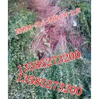 40-50公分高小葉女貞價(jià)格，江蘇批發(fā)價(jià)40-50公分高小葉女貞價(jià)格