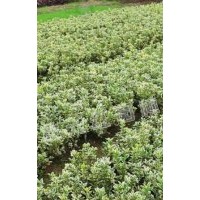 供應(yīng)紅花檵木、紅葉石楠、金邊黃楊