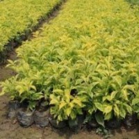 金葉假連翹袋苗這么賣