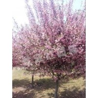 供應海棠、紅花檵木