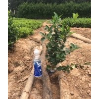 冬青，北海道黃楊