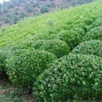 供應(yīng)優(yōu)質(zhì)大葉黃楊苗