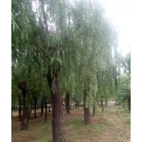 皂角 皂角規(guī)格 2公分--98公分