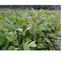 供馬褂木無(wú)患子檫木楓香木荷榿木杜英香樟池杉水杉竹柏羅漢松茶苗