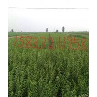 出售1.00水蠟15萬(wàn)顆