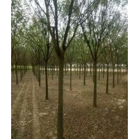 8到12公分國槐大量出售