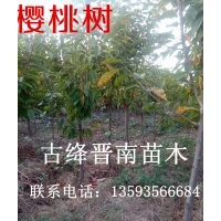 桃樹苗 杏樹苗 杜梨苗