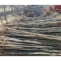 低價供應：香花槐，香花槐苗，刺槐，刺槐苗