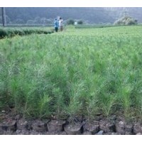 供容器袋白皮松苗油松苗