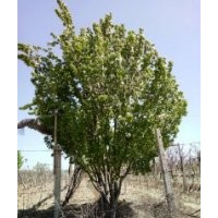 2017年最新八棱海棠樹價格表