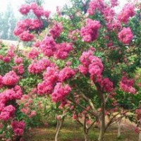 出售8公分紫薇，長(zhǎng)期供應(yīng)紫薇苗木15263086222