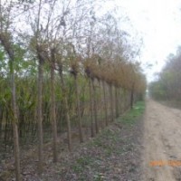 14公分金絲垂柳價(jià)格