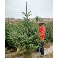 甘肅云杉西北云杉臨洮云杉定西云杉長(zhǎng)期批發(fā)