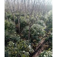 出售晚櫻，常州本地貨