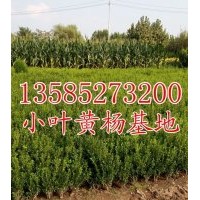 小葉黃楊價(jià)格H20-30公分小葉黃楊單株苗價(jià)格報(bào)價(jià)