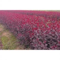 紫葉矮櫻，楊樹苗，自家散養(yǎng)土雞蛋，笨雞蛋