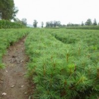 本溪紅松樹苗 桓仁紅松苗木 紅松樹苗四年苗價(jià)格