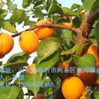 杏樹苗批發(fā)，新品種杏樹苗價(jià)格，凱特金太陽杏