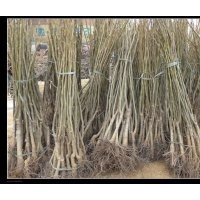 保定市高陽縣出售核桃苗