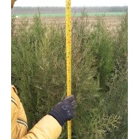 供應(yīng)金葉女貞50以上,為毛塔儈1.6以上,木槿叢生