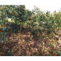 低價(jià)出售各類優(yōu)質(zhì)苗木