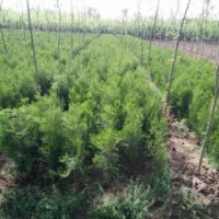 大量供應(yīng)側(cè)柏營養(yǎng)碗