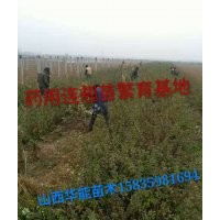 藥用連翹苗連翹苗價(jià)格山西連翹苗50公分連翹苗價(jià)格連翹經(jīng)濟(jì)價(jià)值