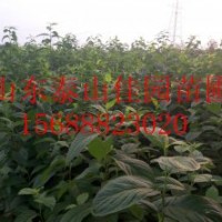 1-3米杜仲樹苗最新價格佳園苗圃批發(fā)直銷杜仲樹苗