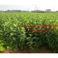 山東佳園供應(yīng)杜仲樹苗1-2米畦苗