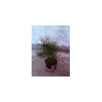 供應(yīng)白皮松 油松 華山松