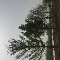 出售假植叢生茶條槭，30公分銀杏，4米精品白皮松