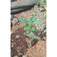 供應(yīng)海南地區(qū)各種綠化苗木