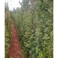 1.5------1.8米高的北海道黃楊，5.3元上車，四五千棵，需要聯(lián)系