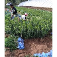 側(cè)柏，冬青，金葉女貞，白玉簪，黃楊