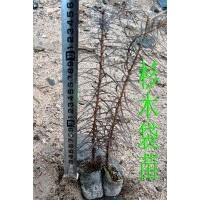 杉木袋苗 杉木輕基質(zhì)苗 杉木杯苗 杉木容器苗