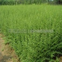 小葉女貞苗產(chǎn)地直銷，0.18元一棵