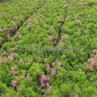 春鵑產(chǎn)地批發(fā)、價格0.55毛錢一棵