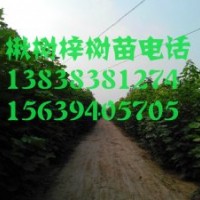 河南楸樹！楸樹價格！太康楸樹行情