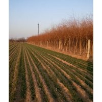 長期大量供應雙色垂柳，綠化苗木