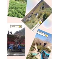 出售各種樹苗云杉,油松,側(cè)柏