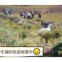 出售各種樹苗云杉,油松,側(cè)柏