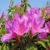 50公分高毛鵑的裝車價格是0.5元，低價實惠