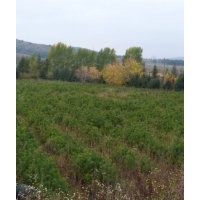 出售苗木云杉、樟子松