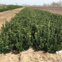 供應(yīng)山東大葉黃楊球，大葉黃楊苗，扦插苗。