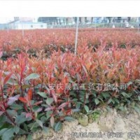 紅葉石楠大杯苗直銷/紅葉石楠容器苗批發(fā)/紅葉石楠色塊苗