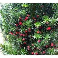 紅豆杉品質保證價格優(yōu)惠