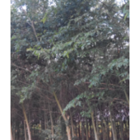 樸樹(shù)（破果子樹(shù)）5000棵出售