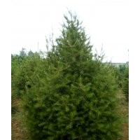 長期供應(yīng)優(yōu)質(zhì)精品白皮松