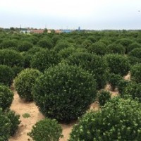 供應(yīng)大葉黃楊球，大葉黃楊苗