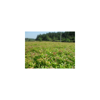 低價(jià)處理杜英小苗